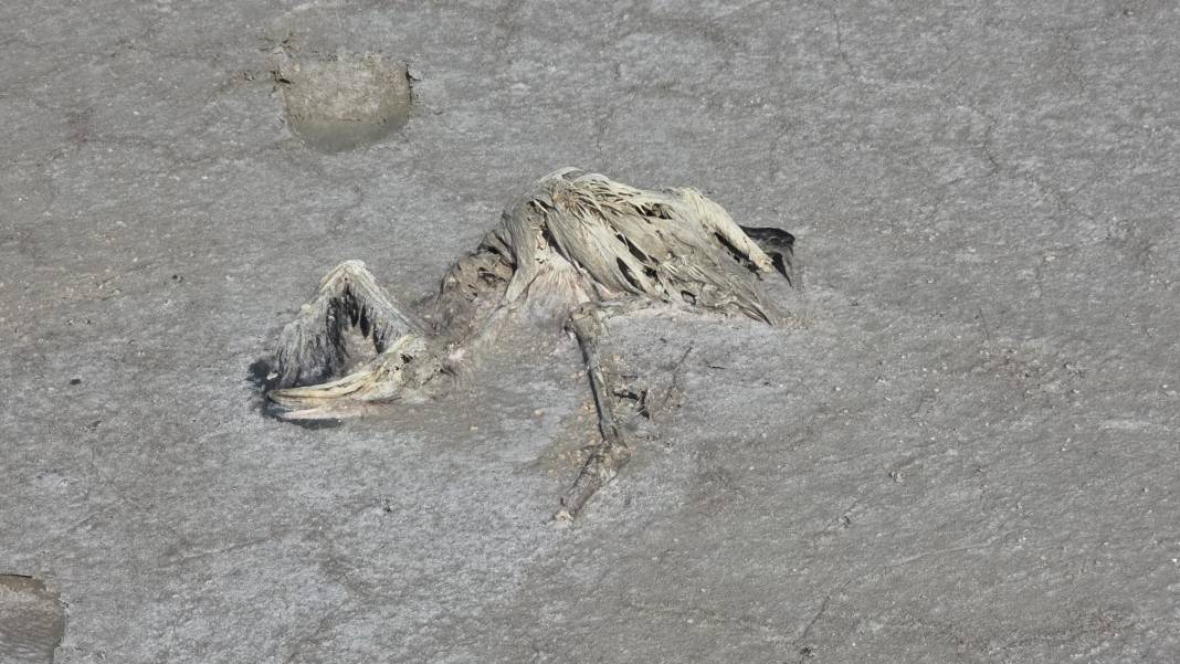 Konya’nın flamingo cennetinden acı haber 3